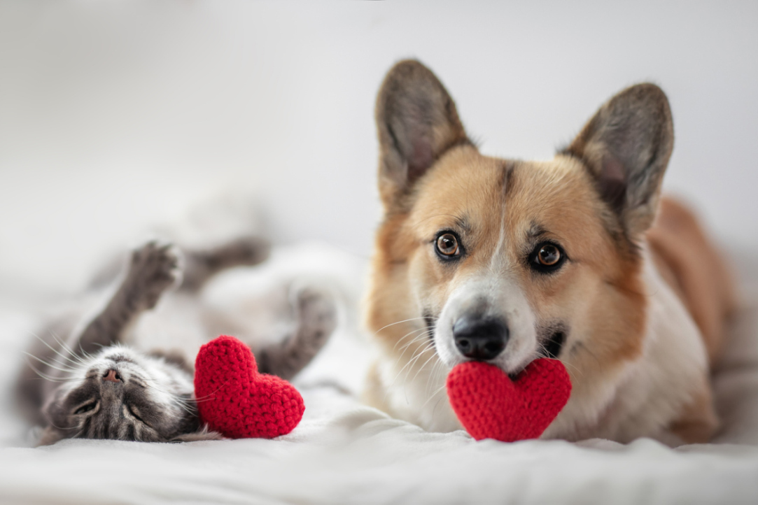 Researchers Present the Rating of Ideal Life Partner Traits
